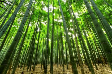 Taining Ancient Bamboo Forest! Experience Majestic Bamboo and Breathe in Tranquil History